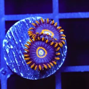 Blue Macaw Zoanthids Coral