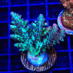 Laura's Purple Polyp Acropora Coral Colony