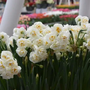 Narcissus 'Bridal Crown'