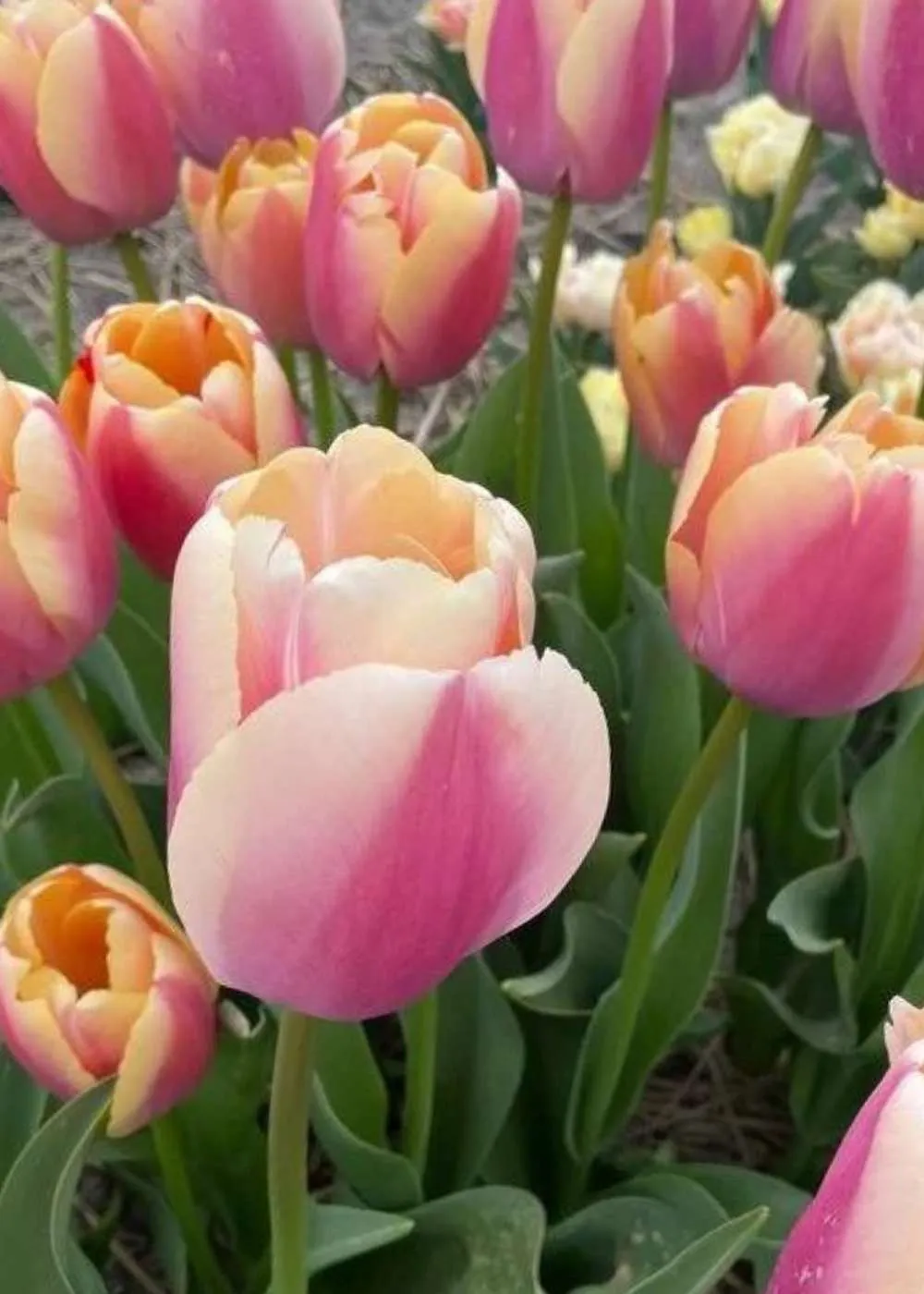 Pre-Cooled Coral Pride Tulip Bulbs