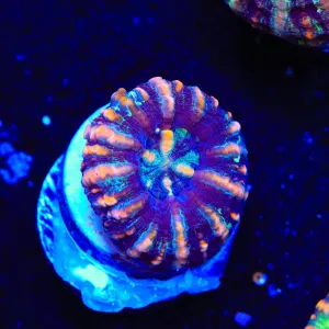 Rainbow Button Scolymia Coral