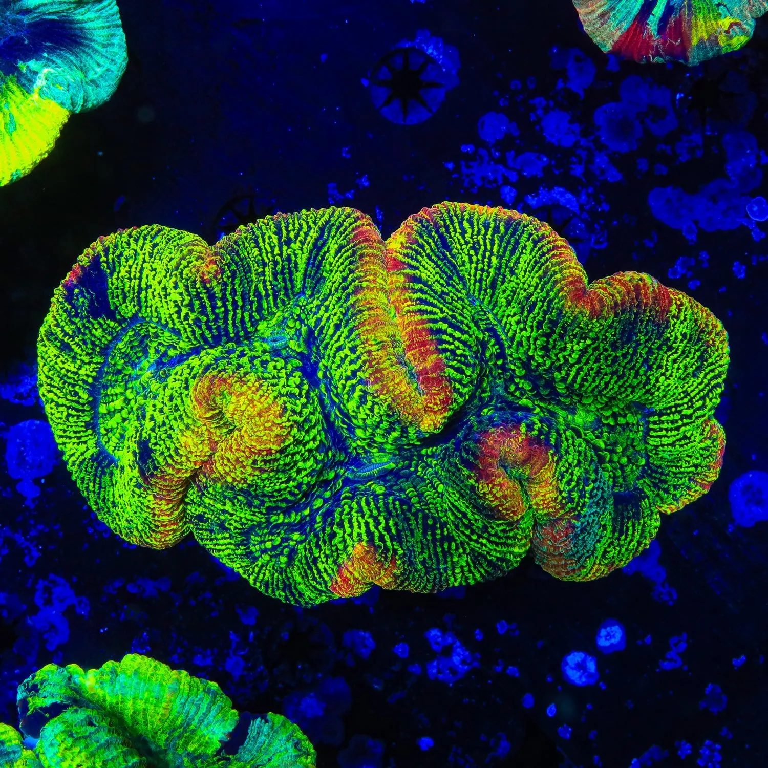 Rainbow Rim Trachyphyllia Coral