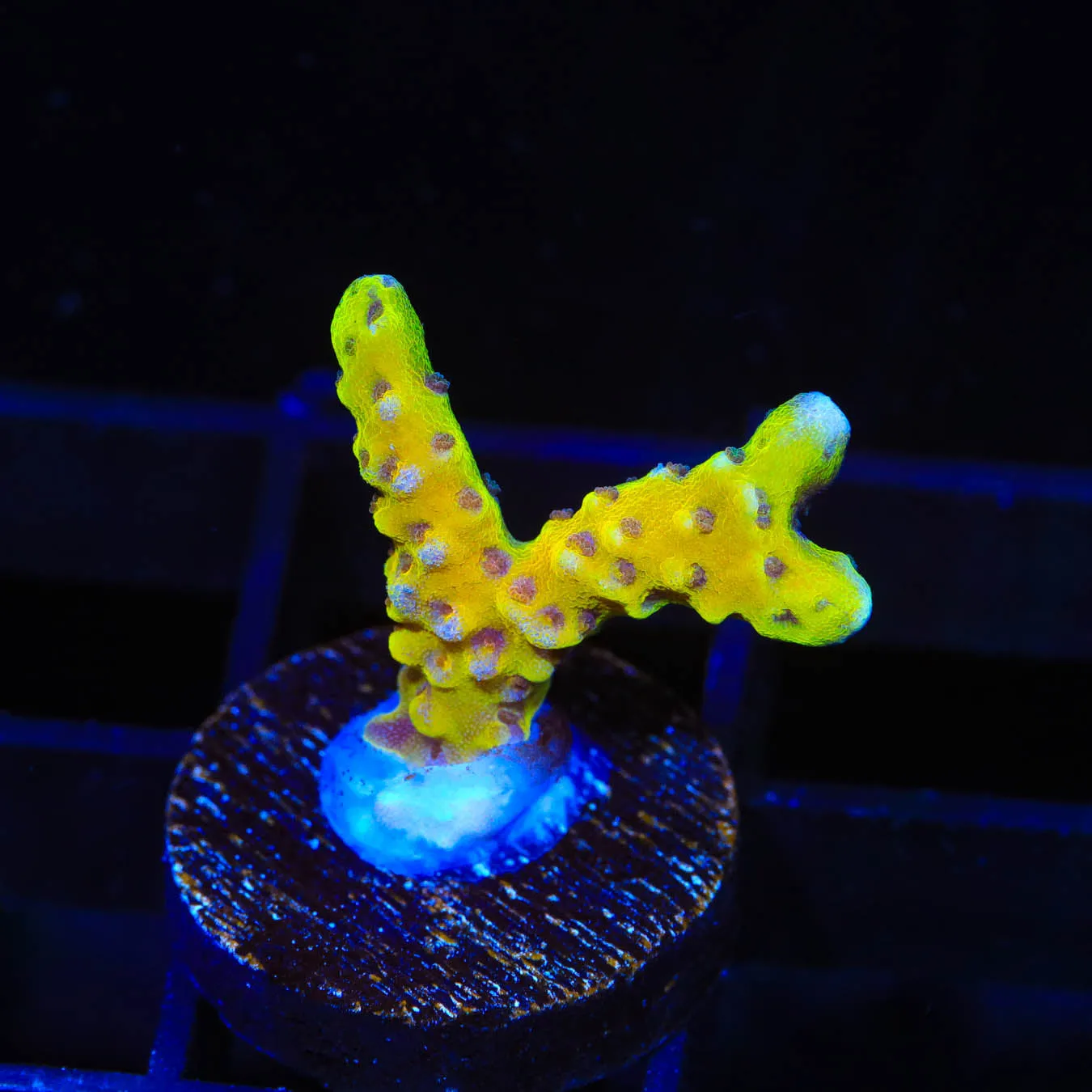 RRC Goldenrod Anacropora Coral