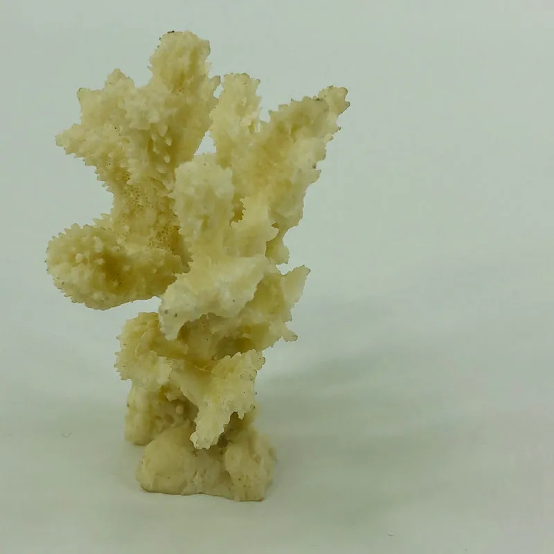 Shell Standing Coral