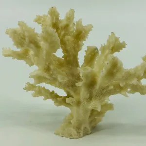 Shell Standing Coral