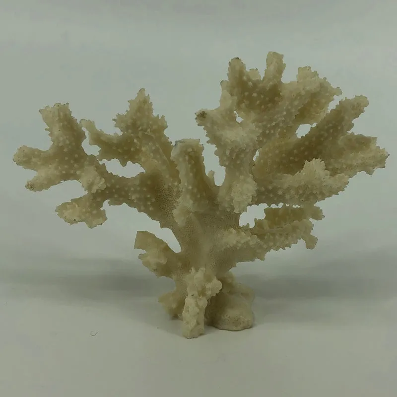 Shell Standing Coral