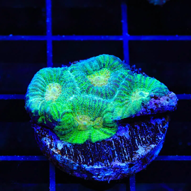 TSA Keylime Pie Favia Coral