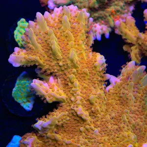 TSA Orange Peel Setosa Montipora Coral