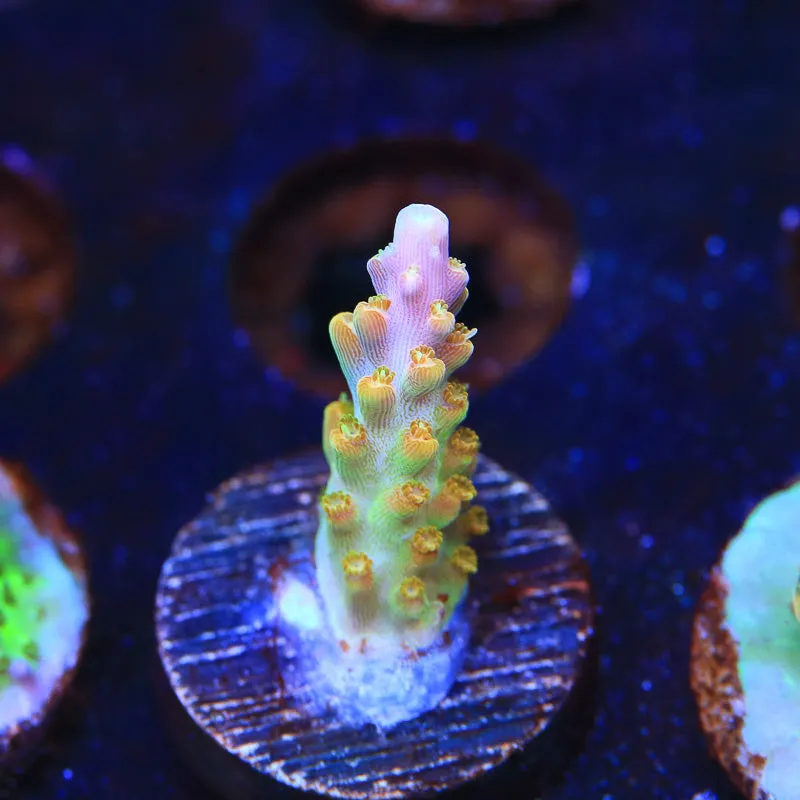 TSA Orangesicle Acropora Coral