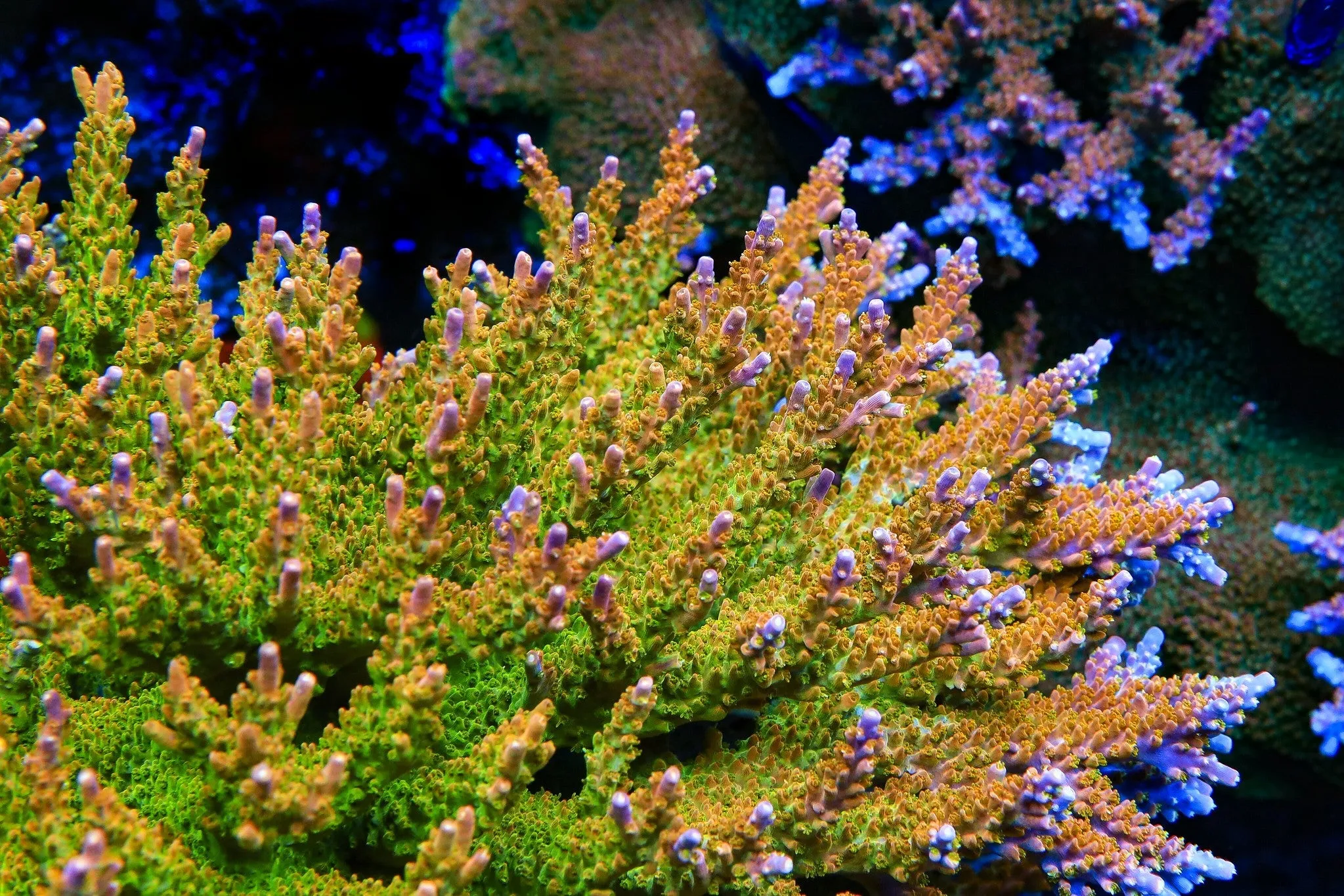 TSA Orangesicle Acropora Coral