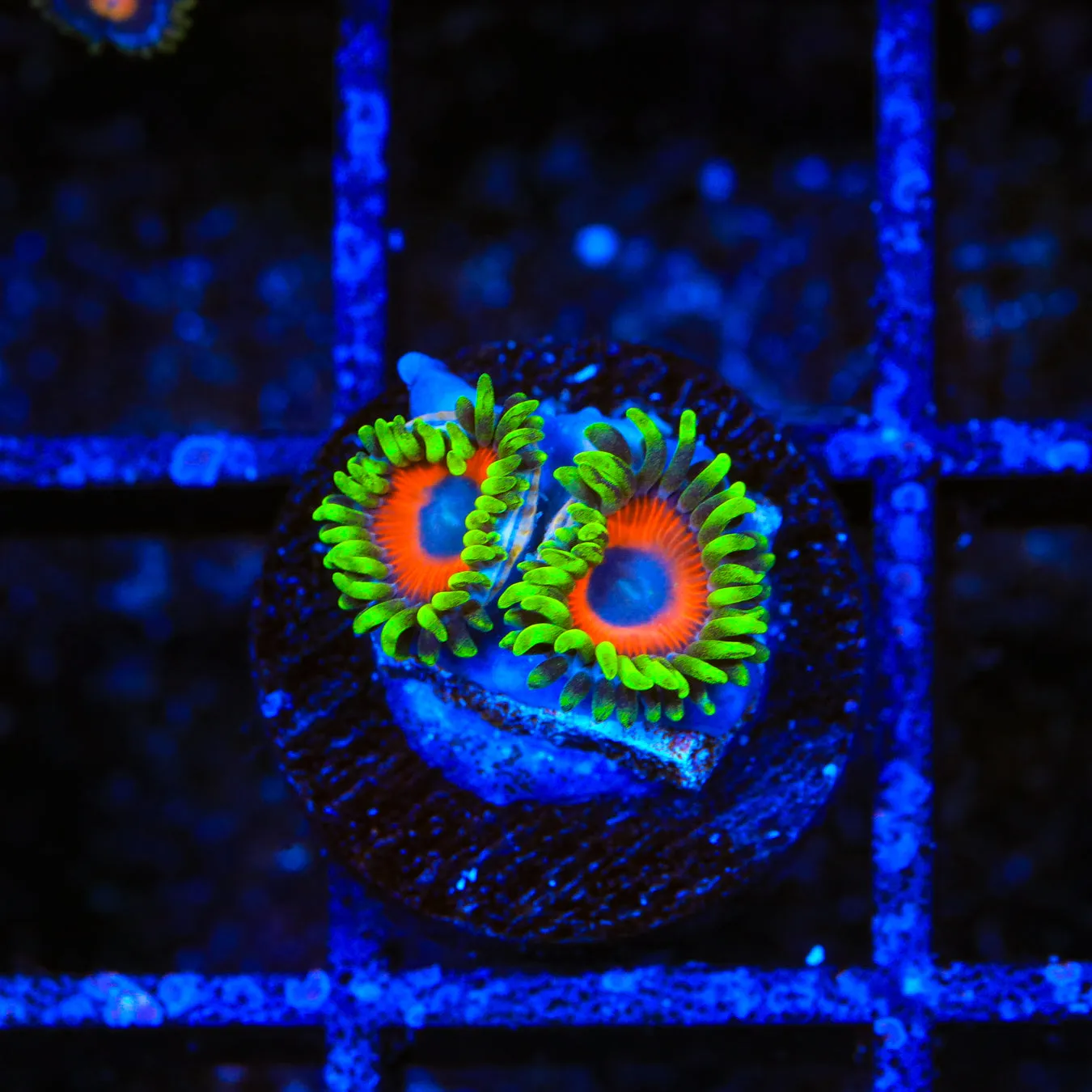 Whammin Watermelon Zoanthids Coral