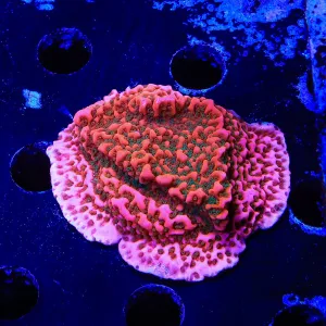 WWC Cherry Tree Montipora Coral