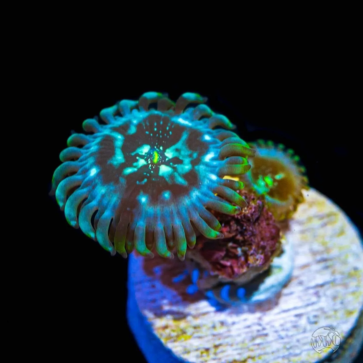 WWC Gaias Zoanthids