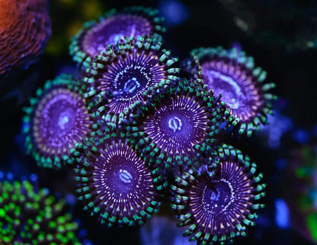 WWC Superstar Zoanthids