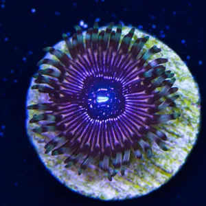 WWC Superstar Zoanthids